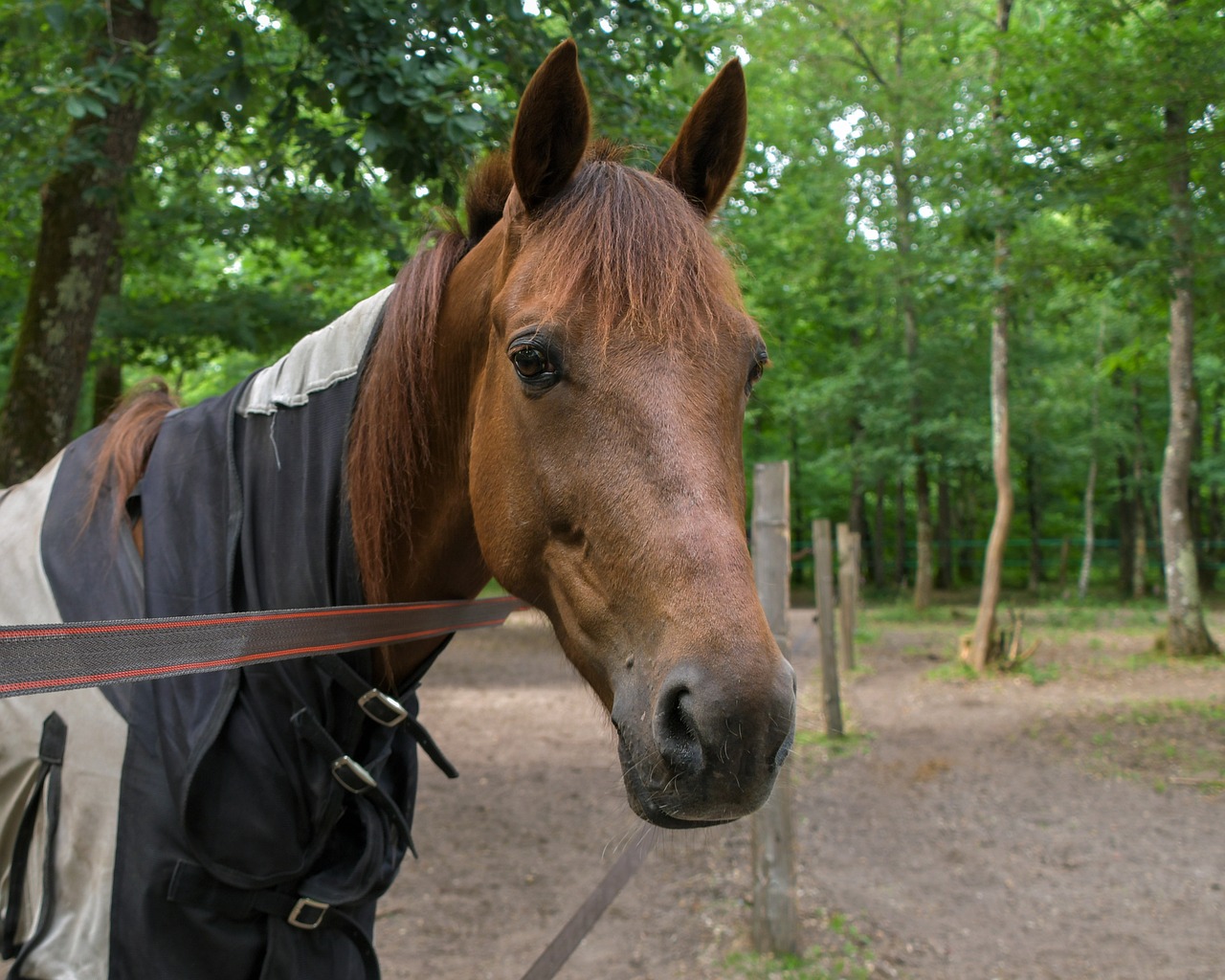 horse  portrait  head free photo