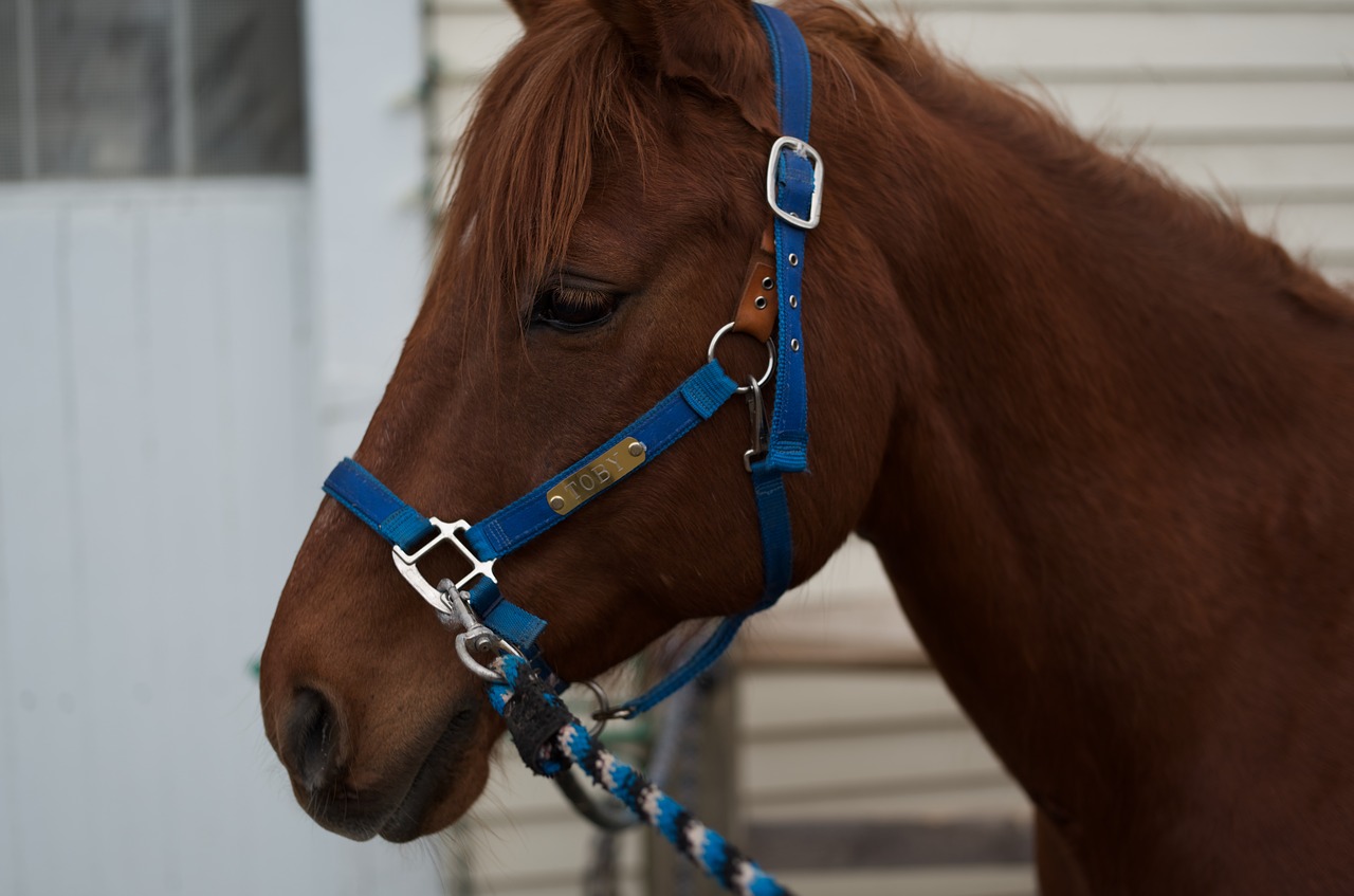 horse  head  brown free photo