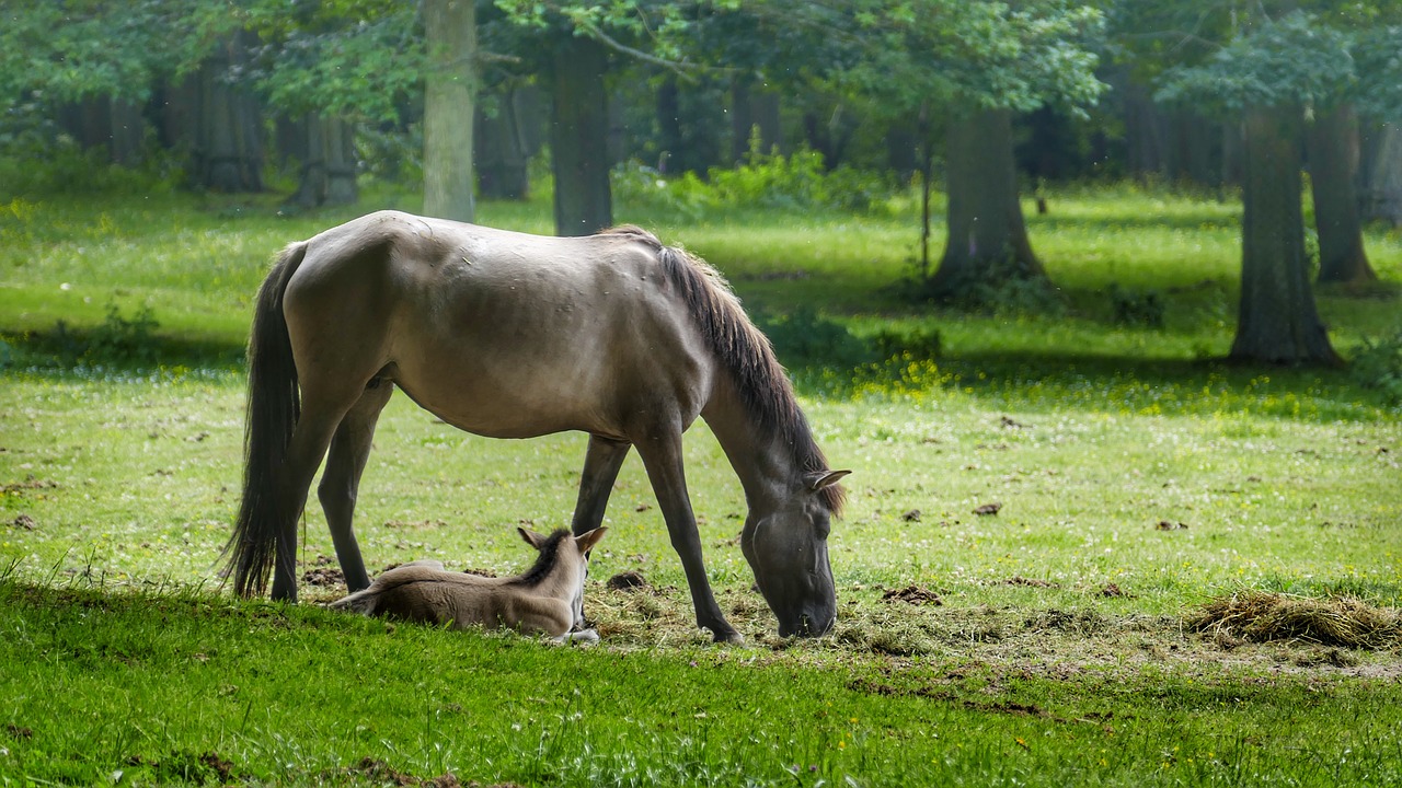 horse  foal  pasture free photo