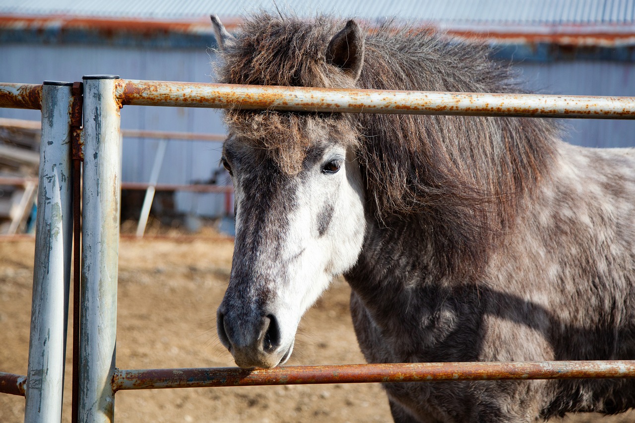 horse  white and gray  farm free photo