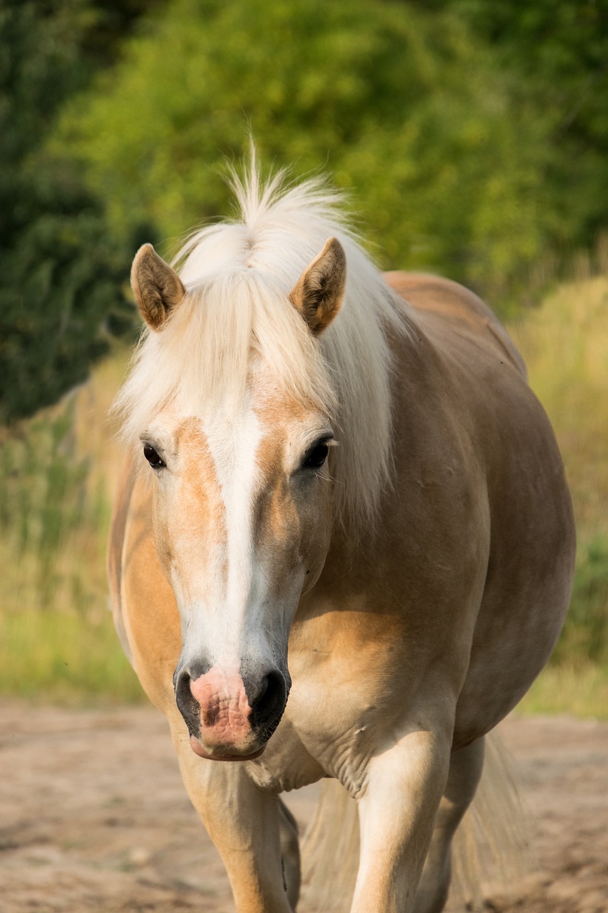 horse  animal  portrait free photo