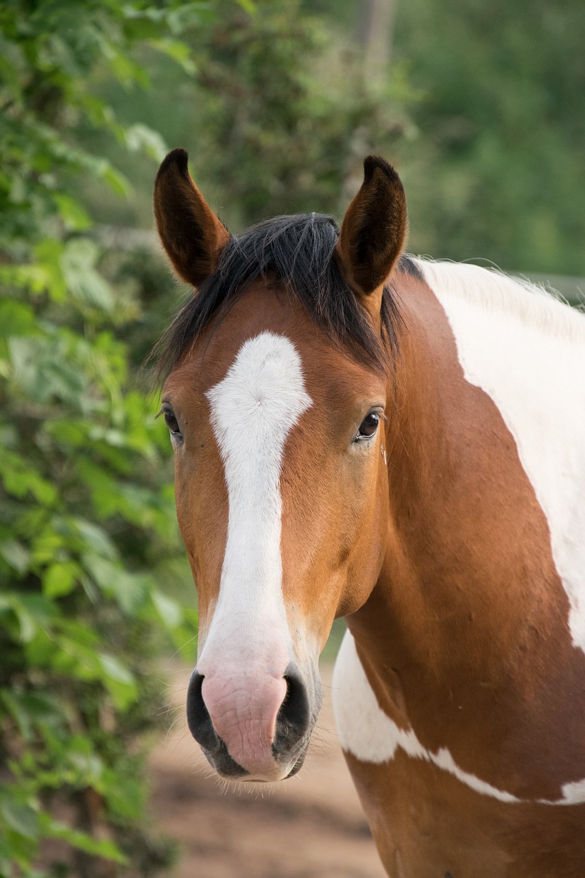horse  animal  portrait free photo