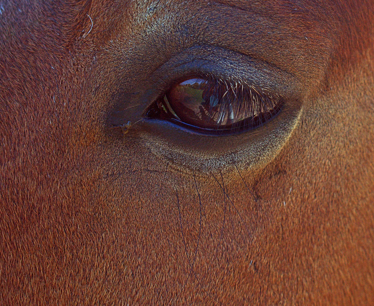 horse  eye  close up free photo