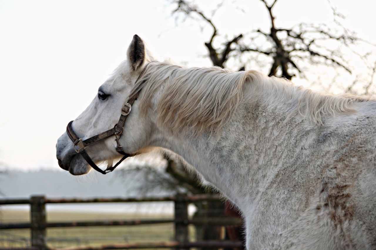 horse animal mold free photo