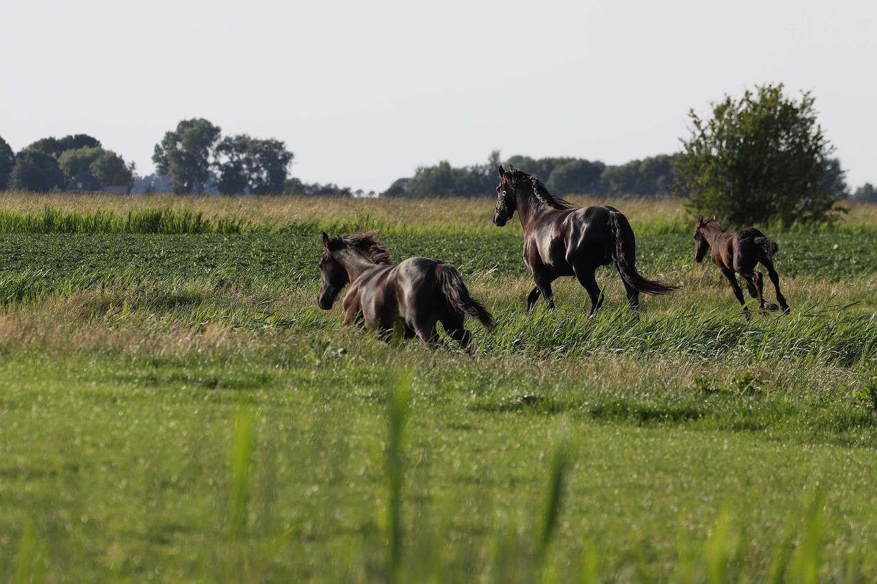horse  horses  foal free photo