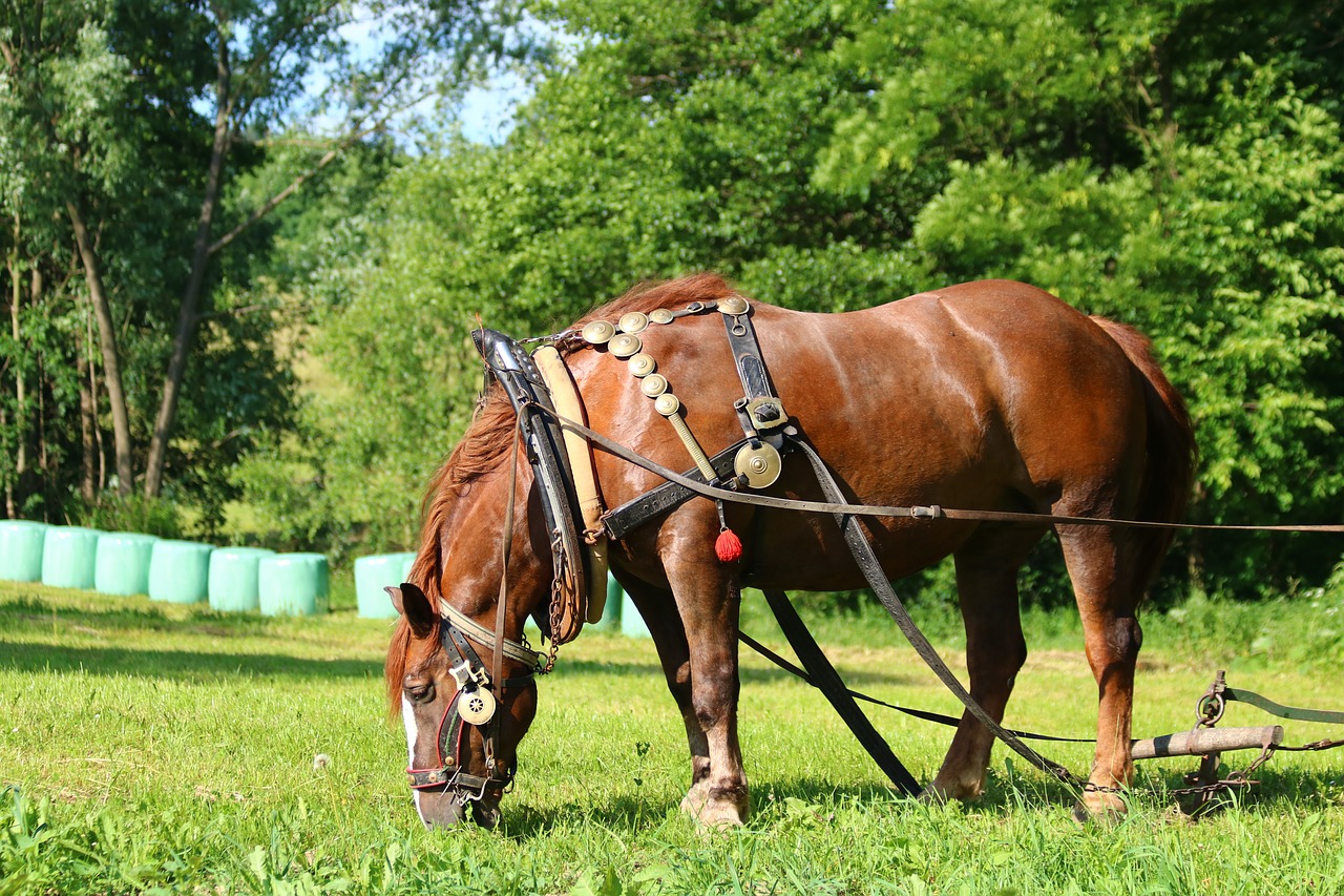 horse  animal  harness free photo
