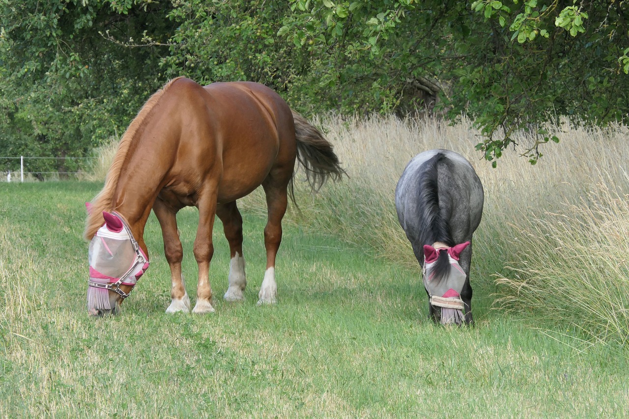 horse  pony  pasture free photo