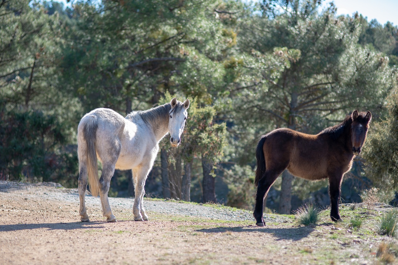 horse  animal  white horse free photo