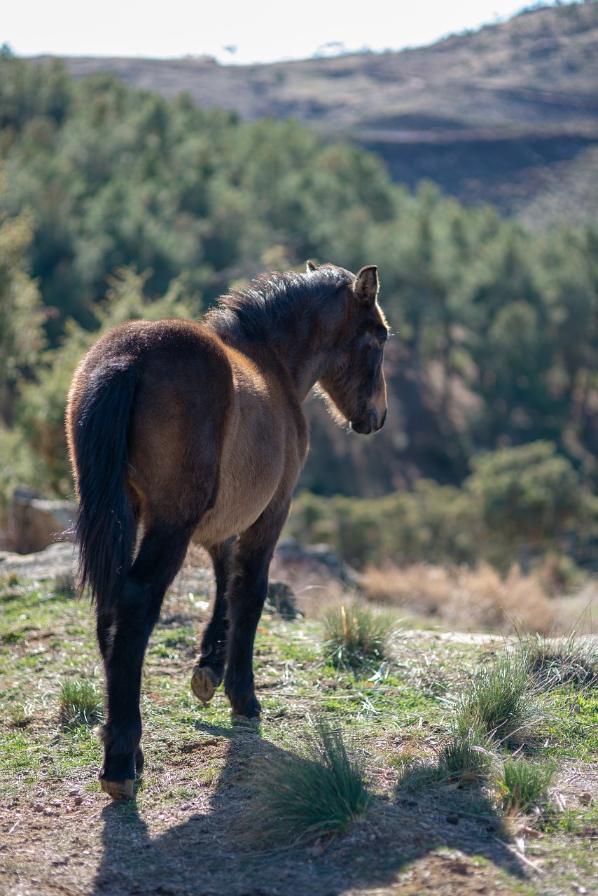 horse  animal  white horse free photo