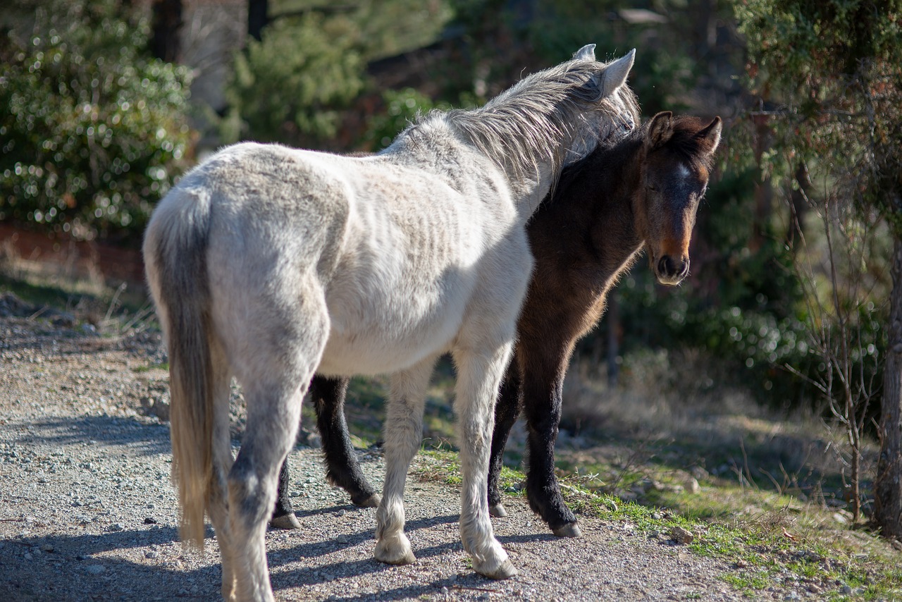 horse  animal  white horse free photo