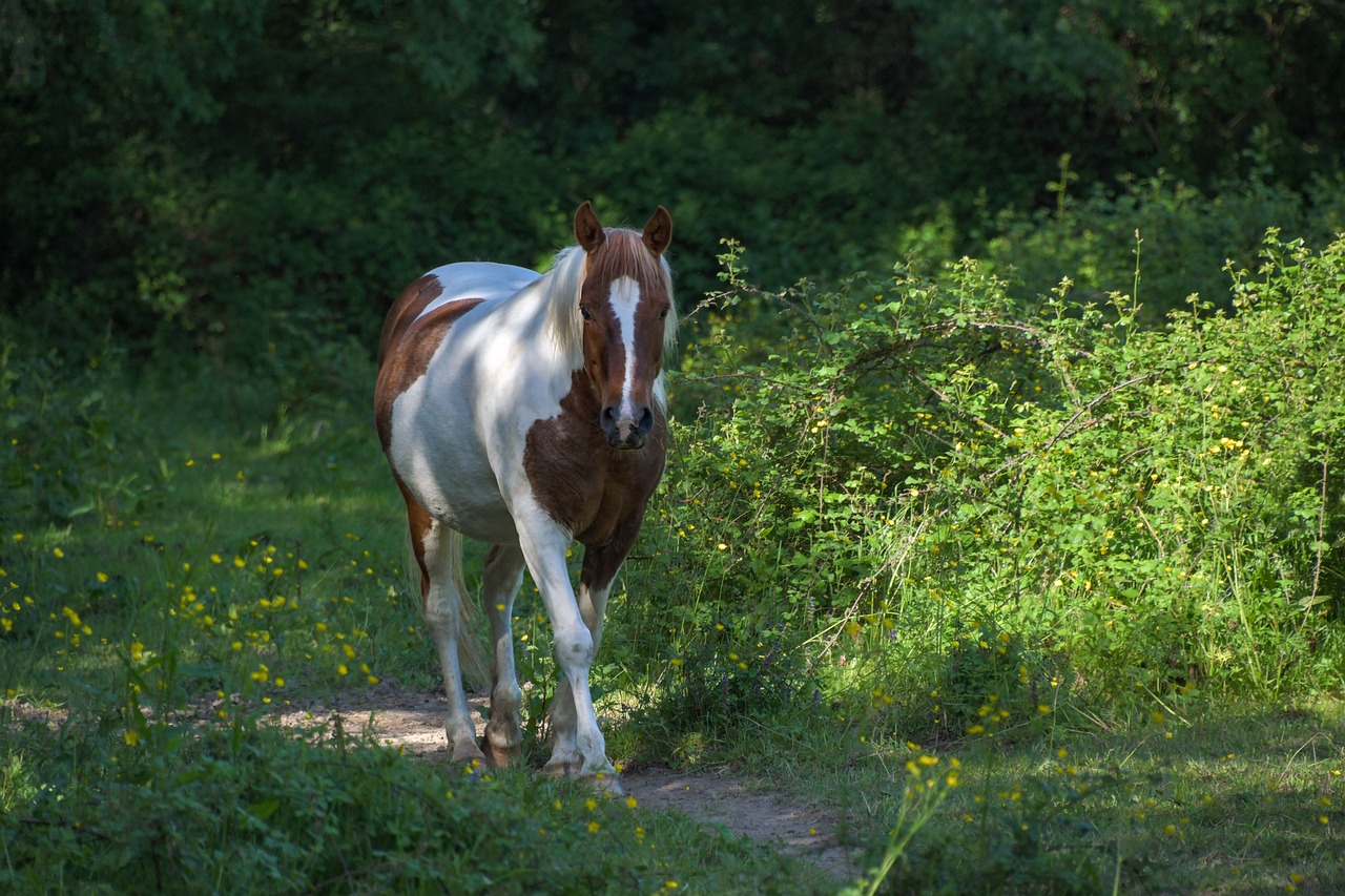 horse  nature  equine free photo