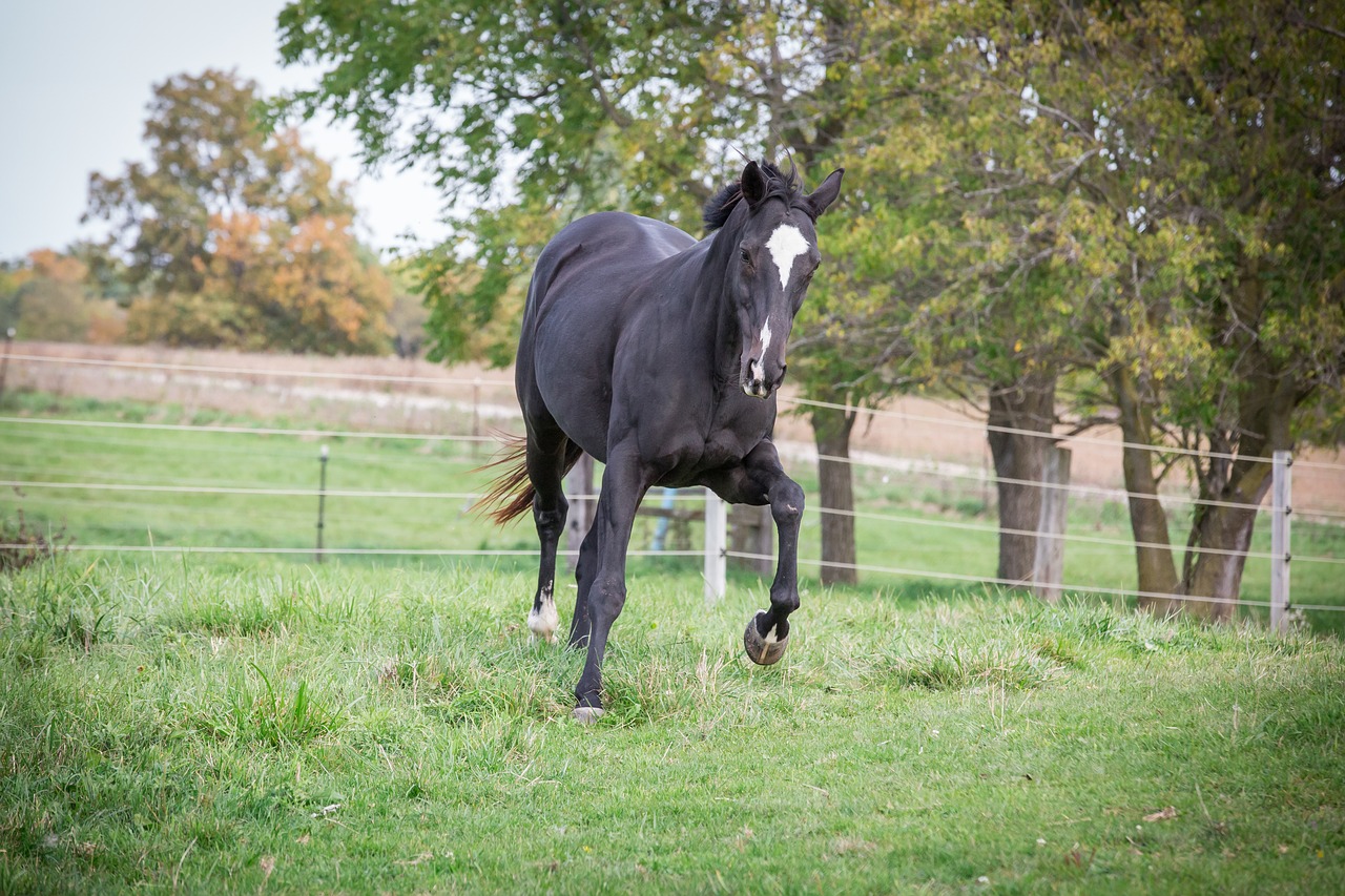 horse  equine  animal free photo