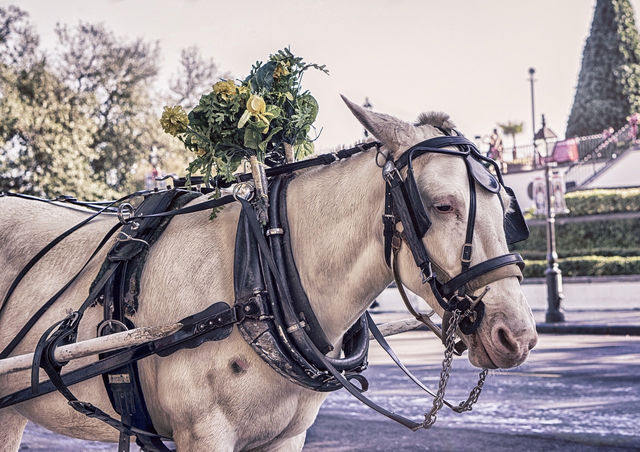 horse reins white free photo