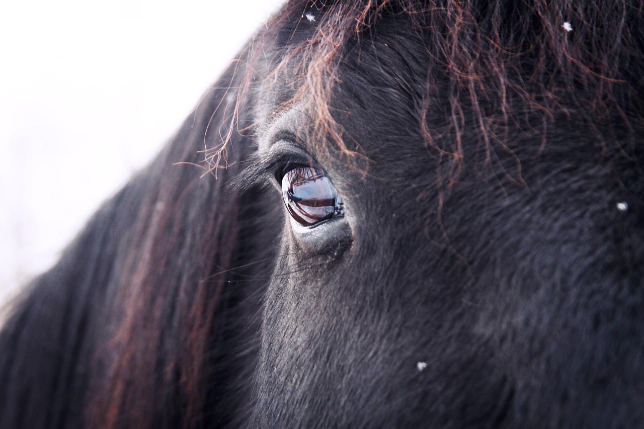 horse head eye free photo