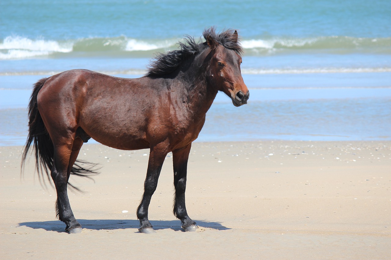 horse  corolla  north carolina free photo