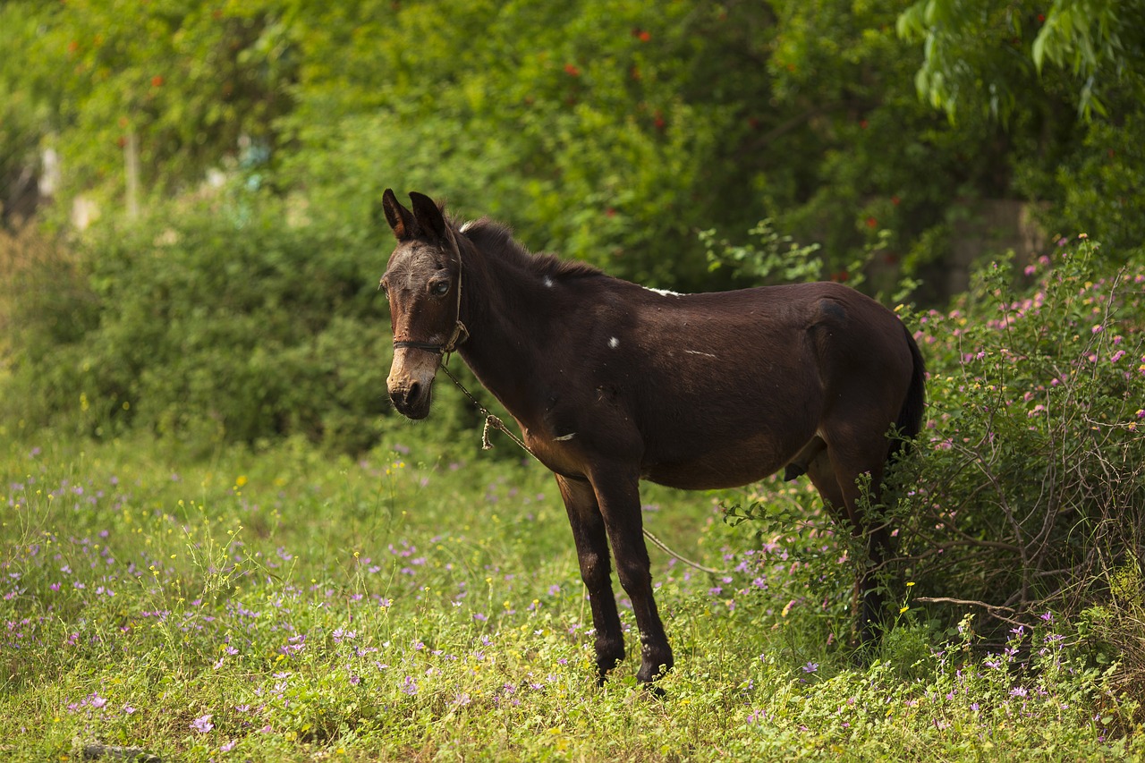 horse  grass  animals free photo