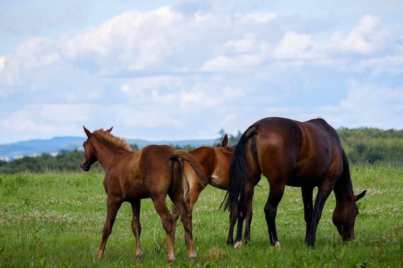 horse  mare  foal free photo