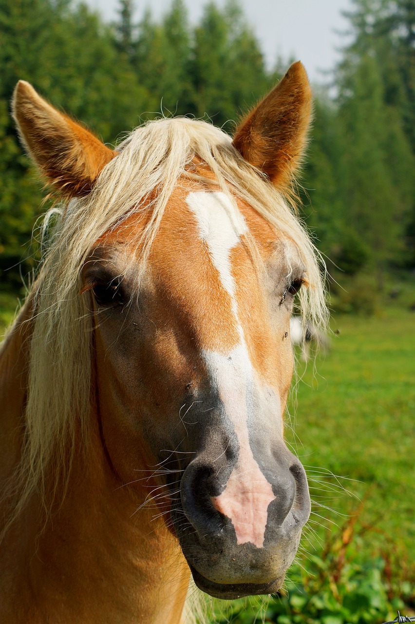 horse  animal  nature free photo