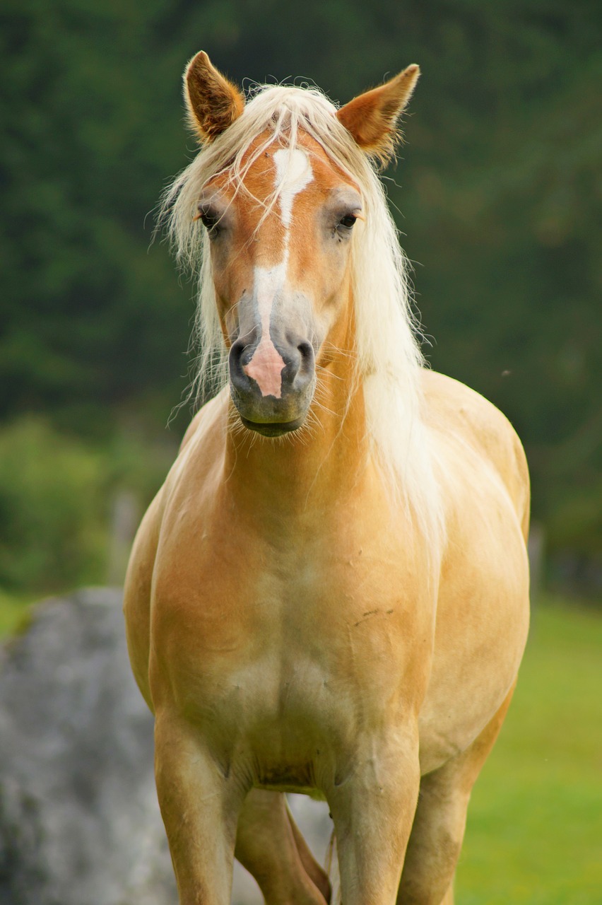 horse  animal  nature free photo