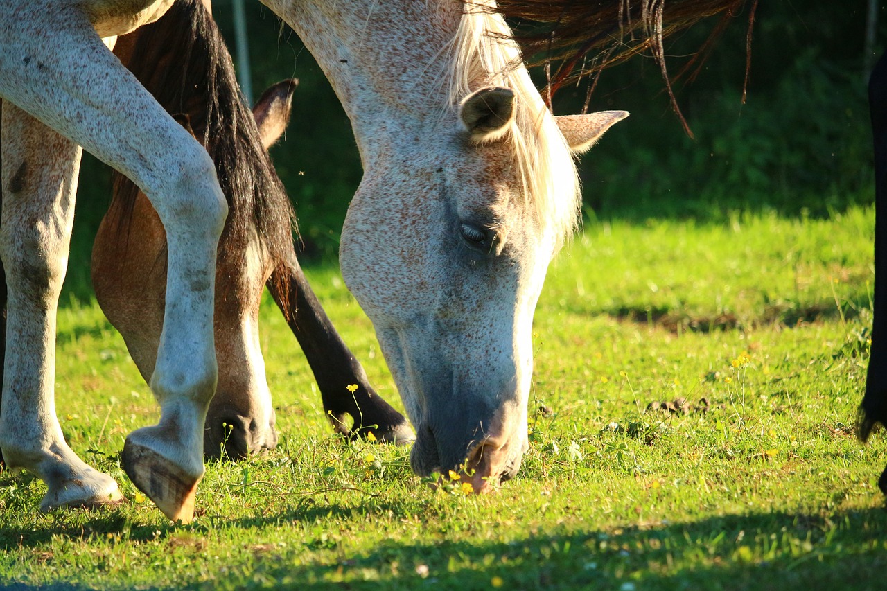 horse  pasture  mold free photo