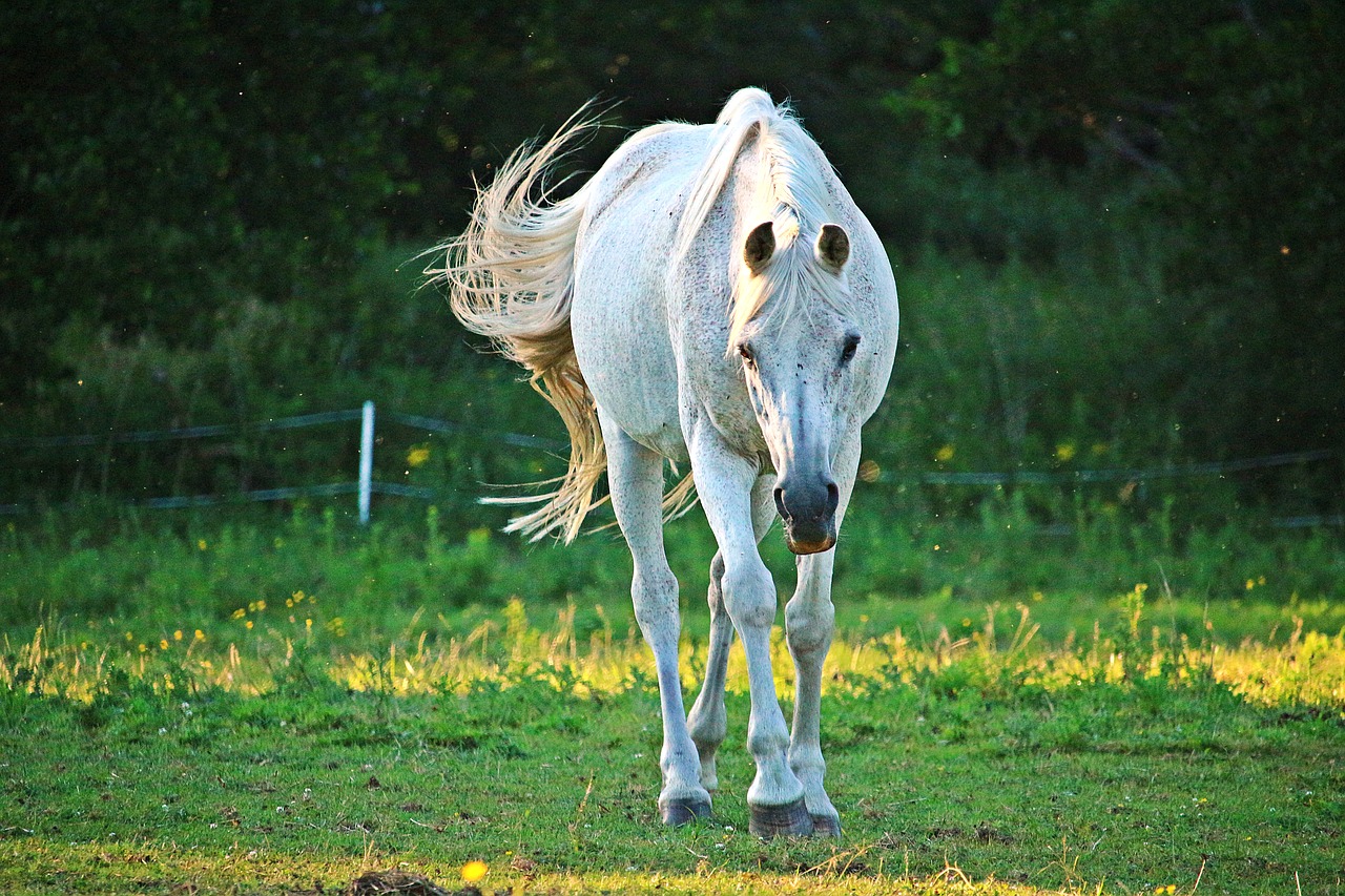 horse  mold  thoroughbred arabian free photo