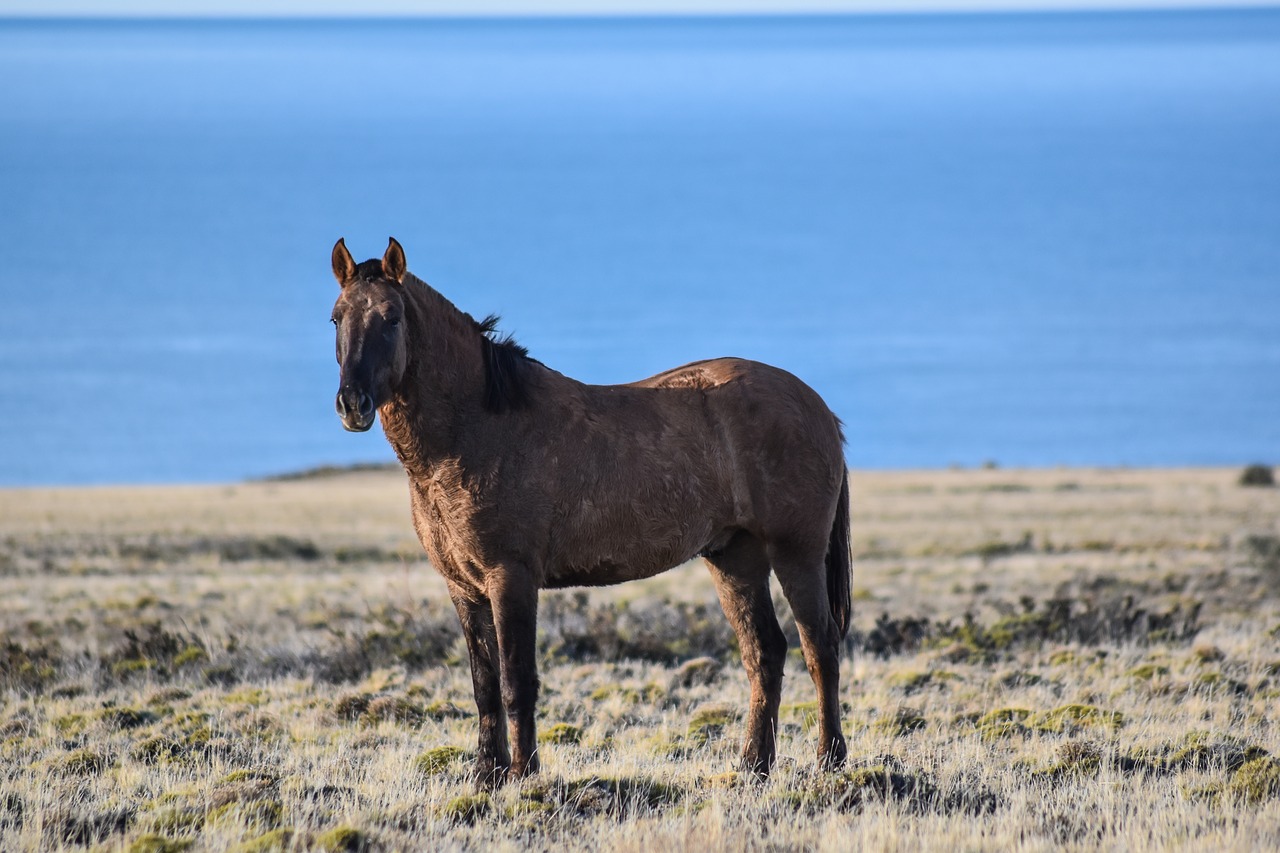 horse  sea  wild free photo