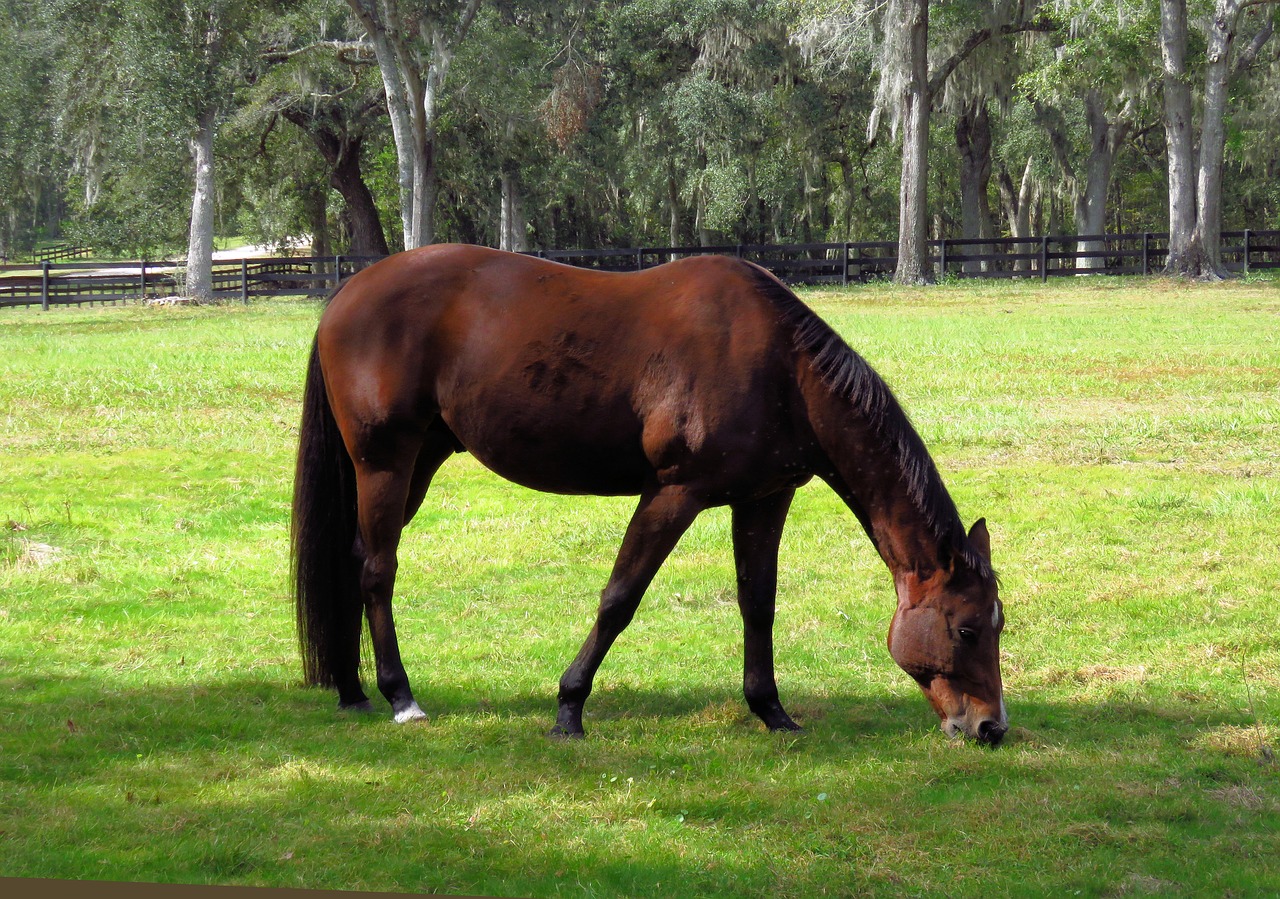 horse  brown  animal free photo