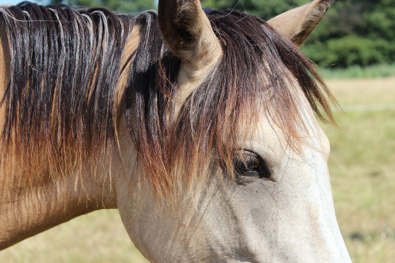 horse  pony  foal free photo