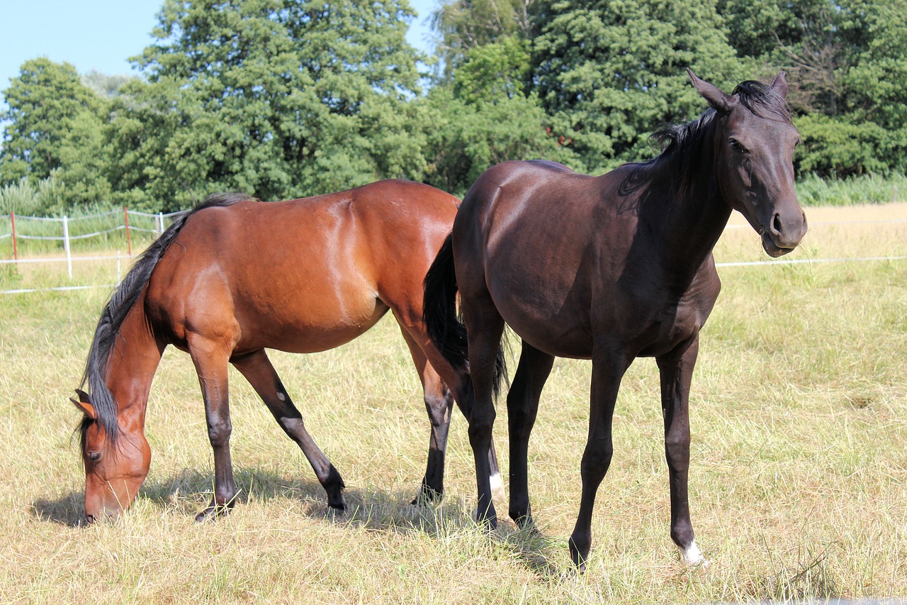 horse  pony  foal free photo