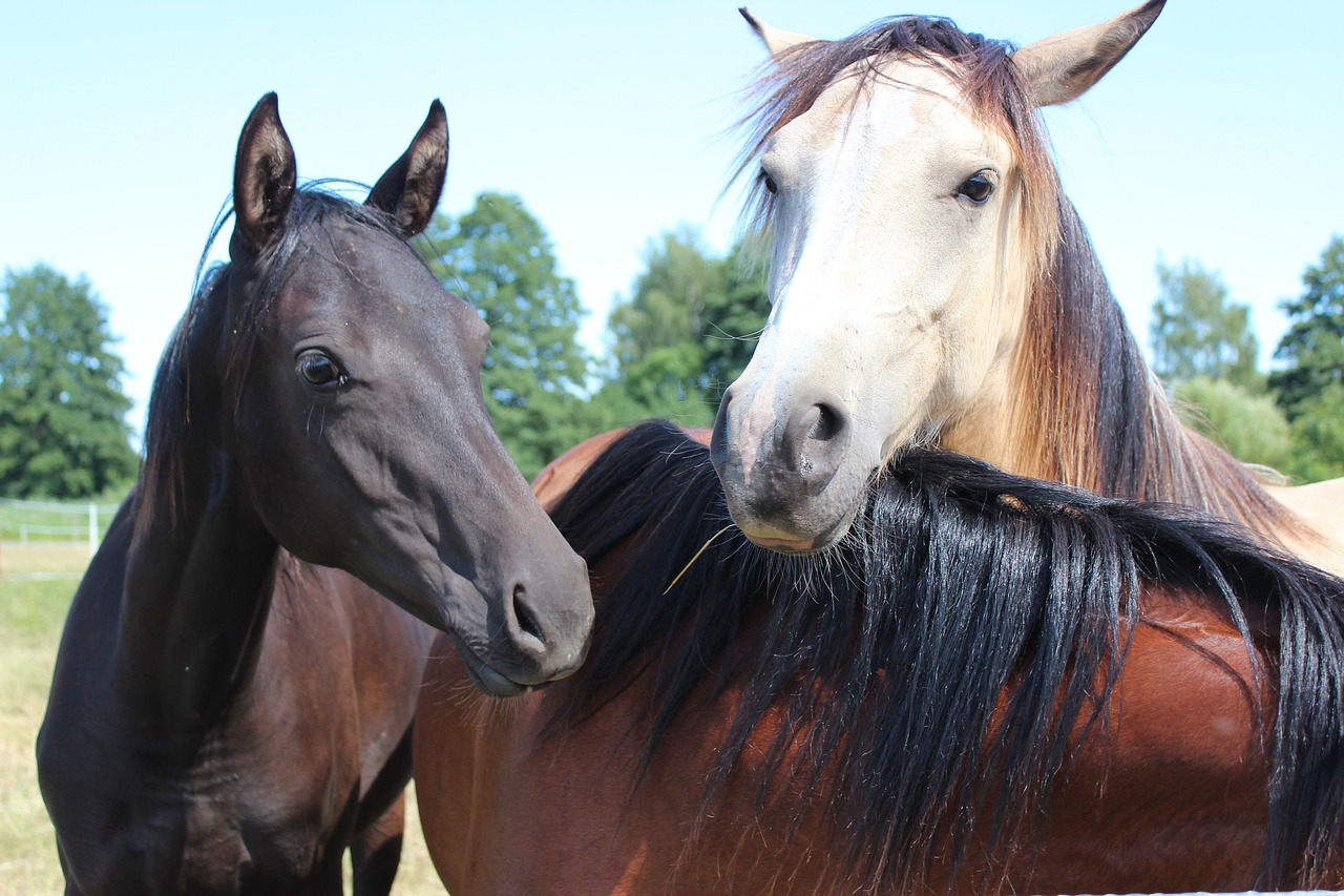 horse  pony  foal free photo