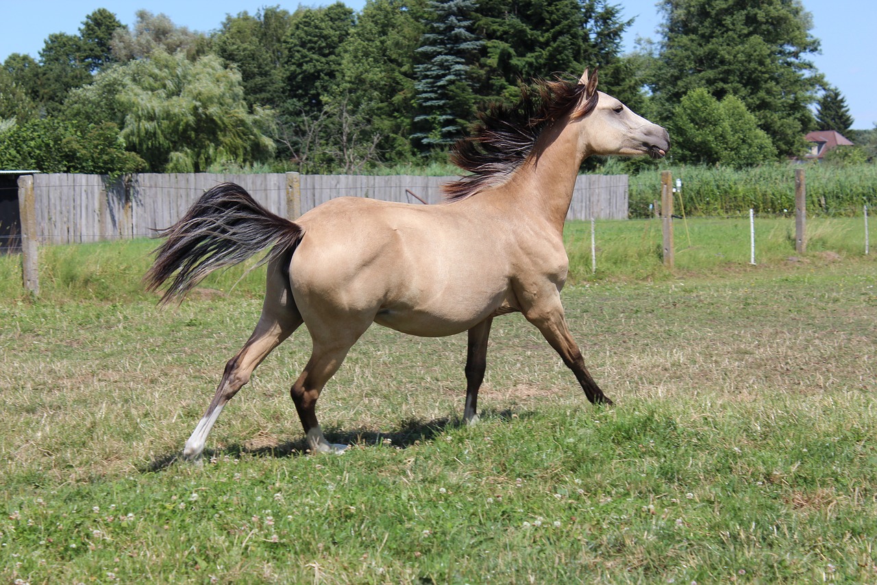 horse  pony  foal free photo