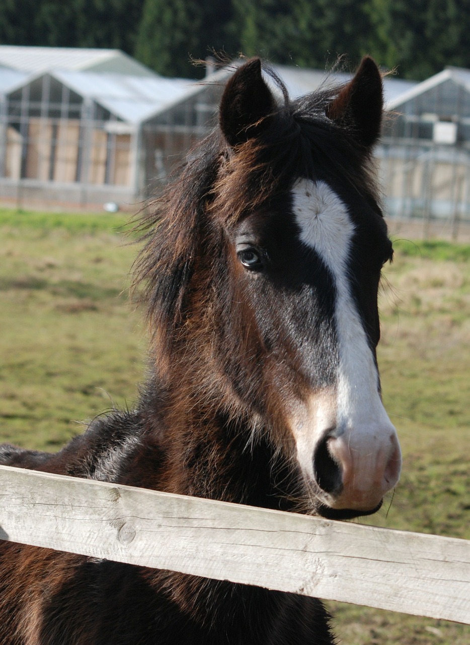 horse horse head pony free photo