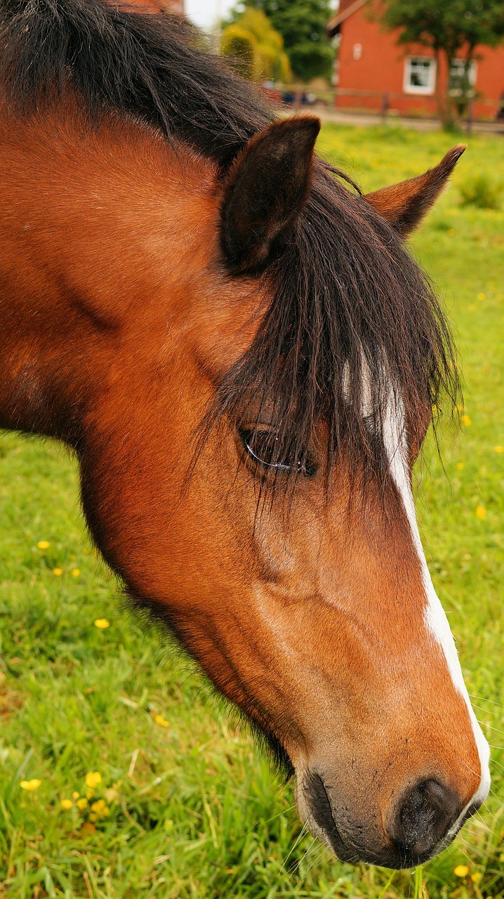 horse head portrait free photo