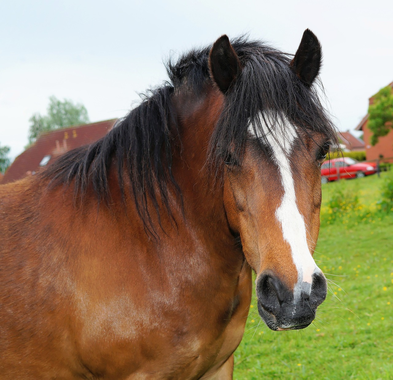 horse head portrait free photo