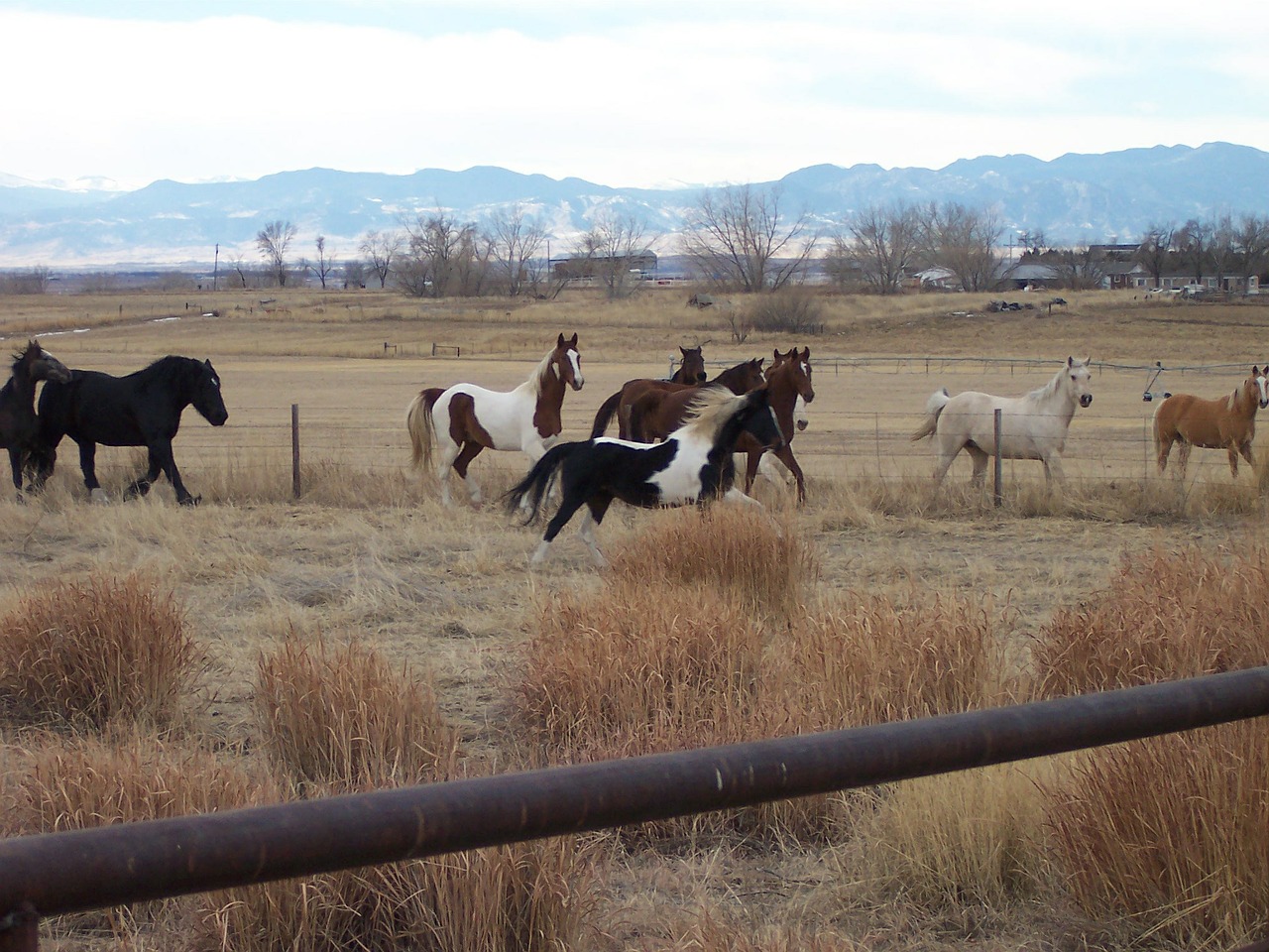 horse pinto paint free photo