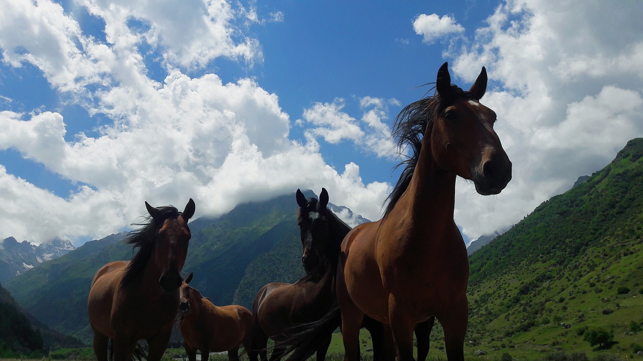 horse  horses  mountains free photo