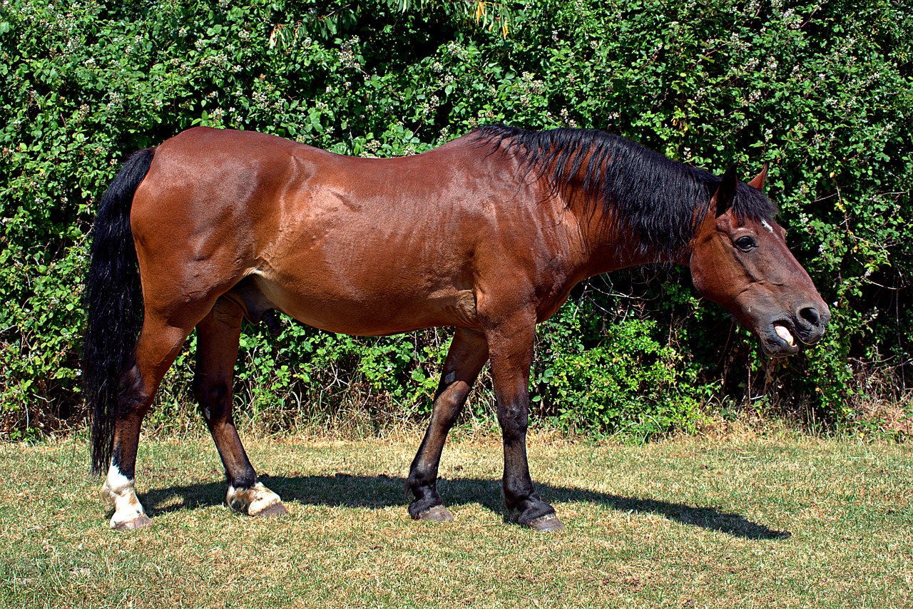 horse  brown  field free photo