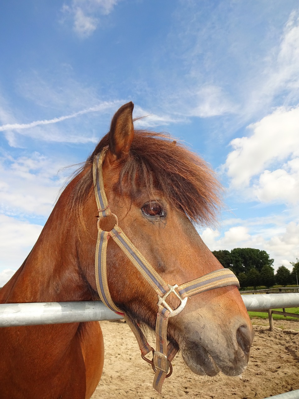 horse  portrait  animal free photo