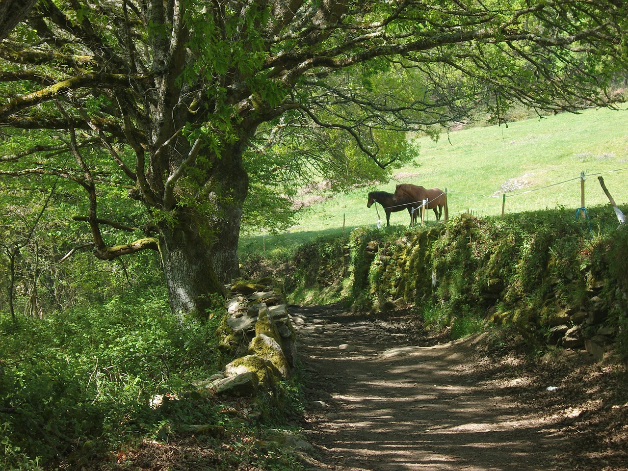 horse animals landscape free photo