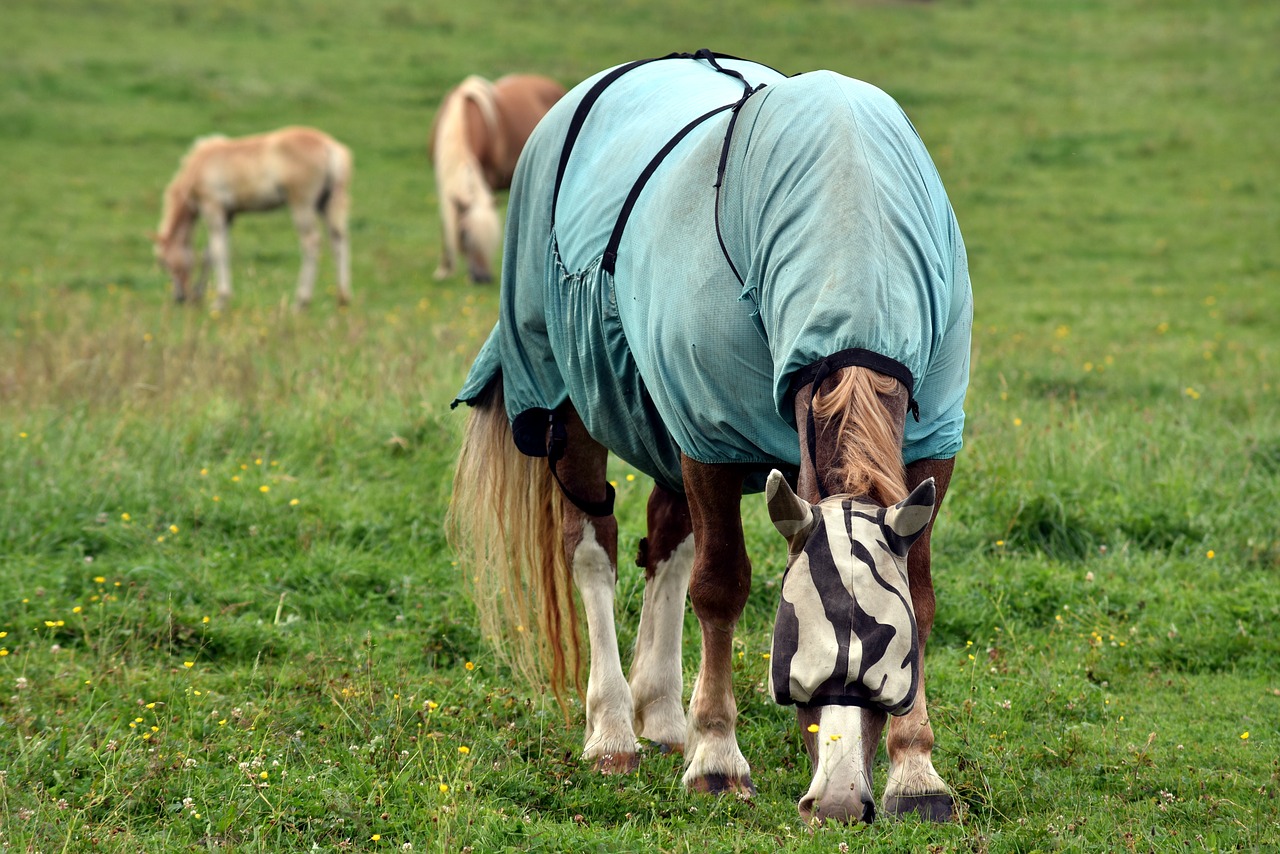 horse  horse blanket  protection free photo