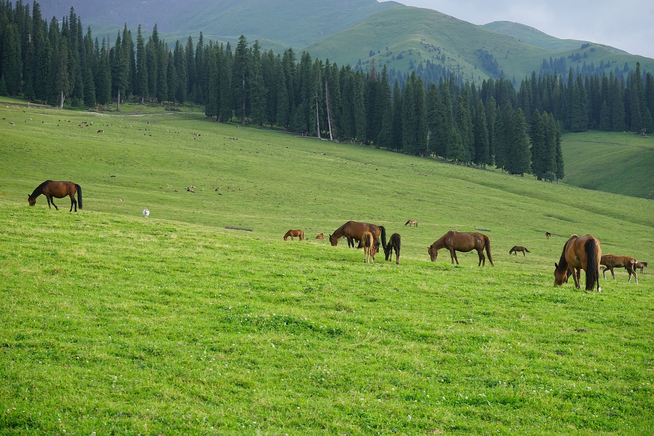 horse  grassland  distant hills free photo