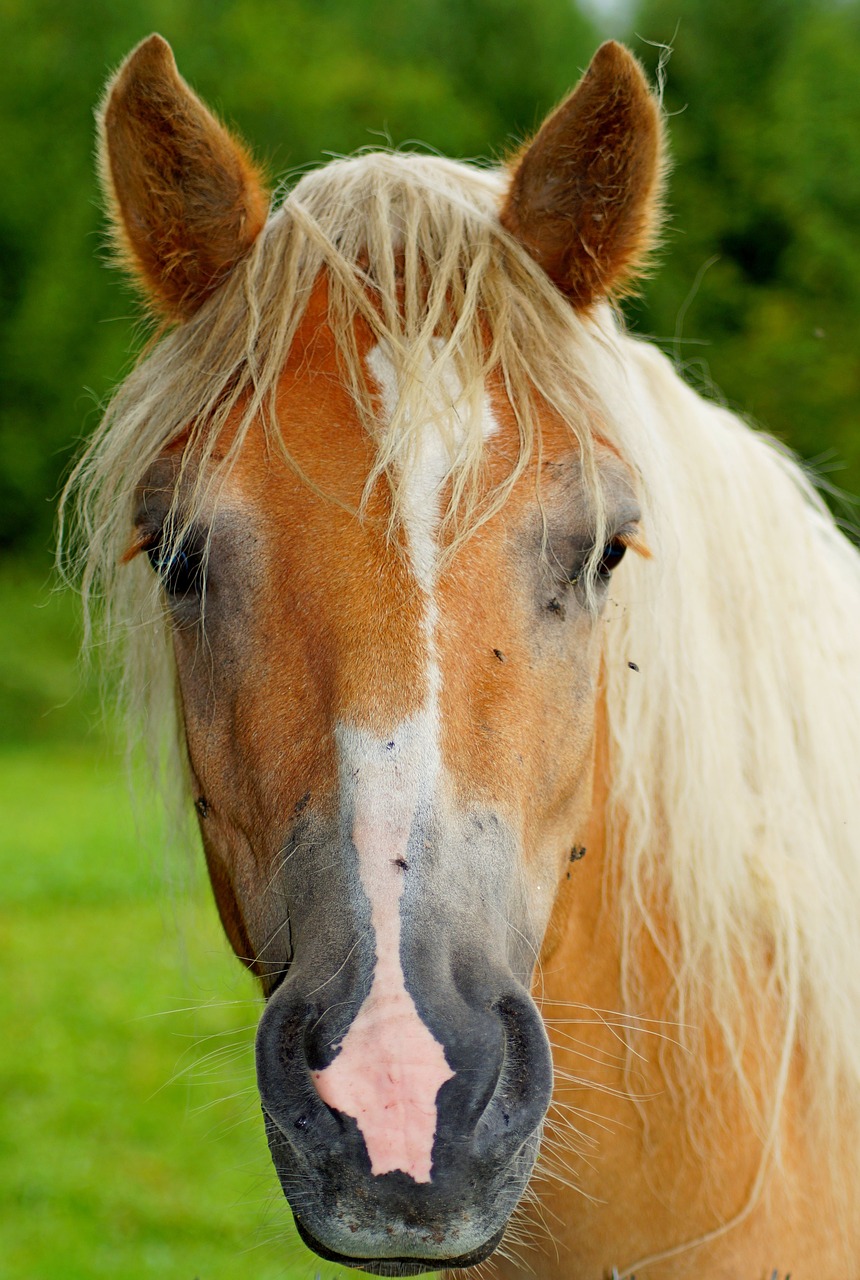 horse  animal  nature free photo