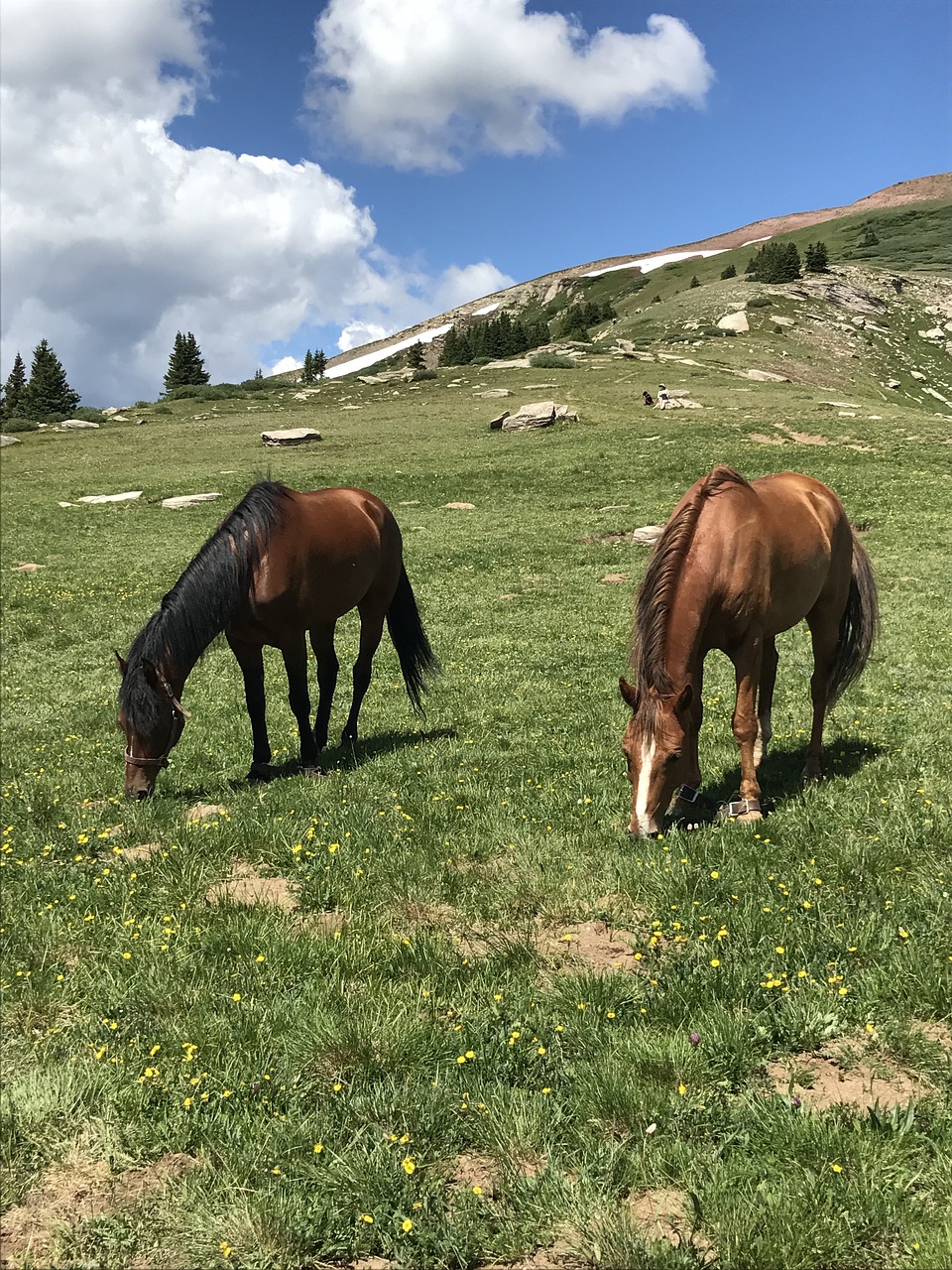 horse  horses  outside free photo