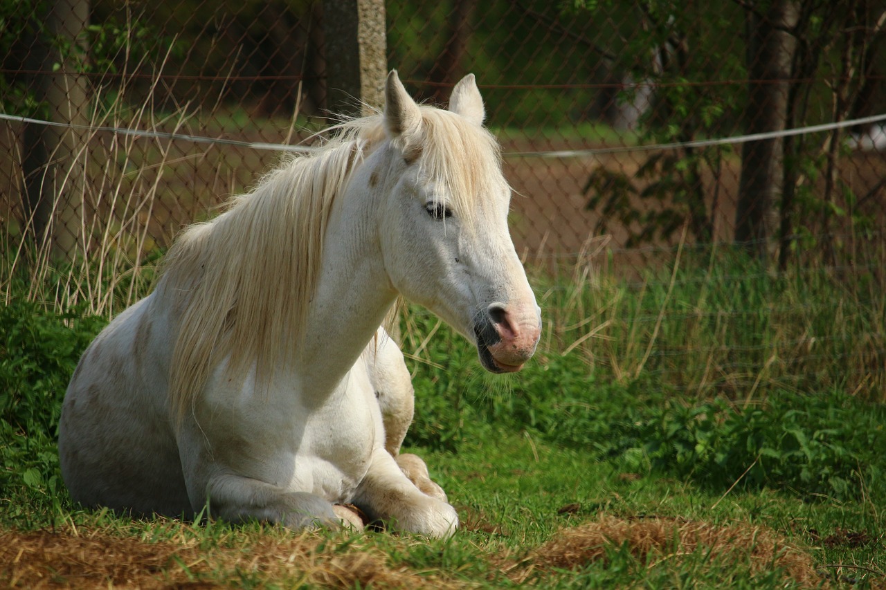 horse  mold  sleep free photo