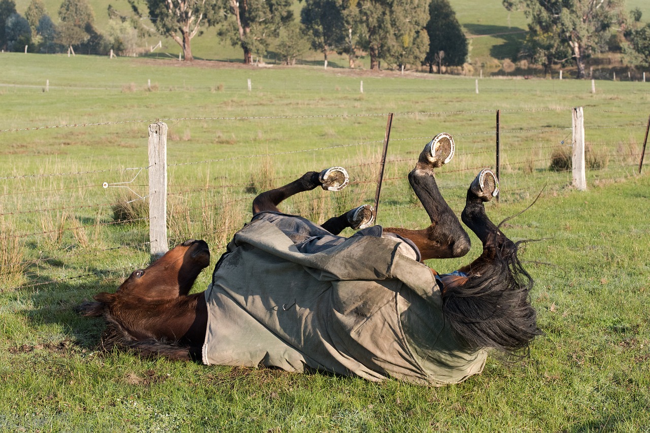 horse  horse rug  equine free photo