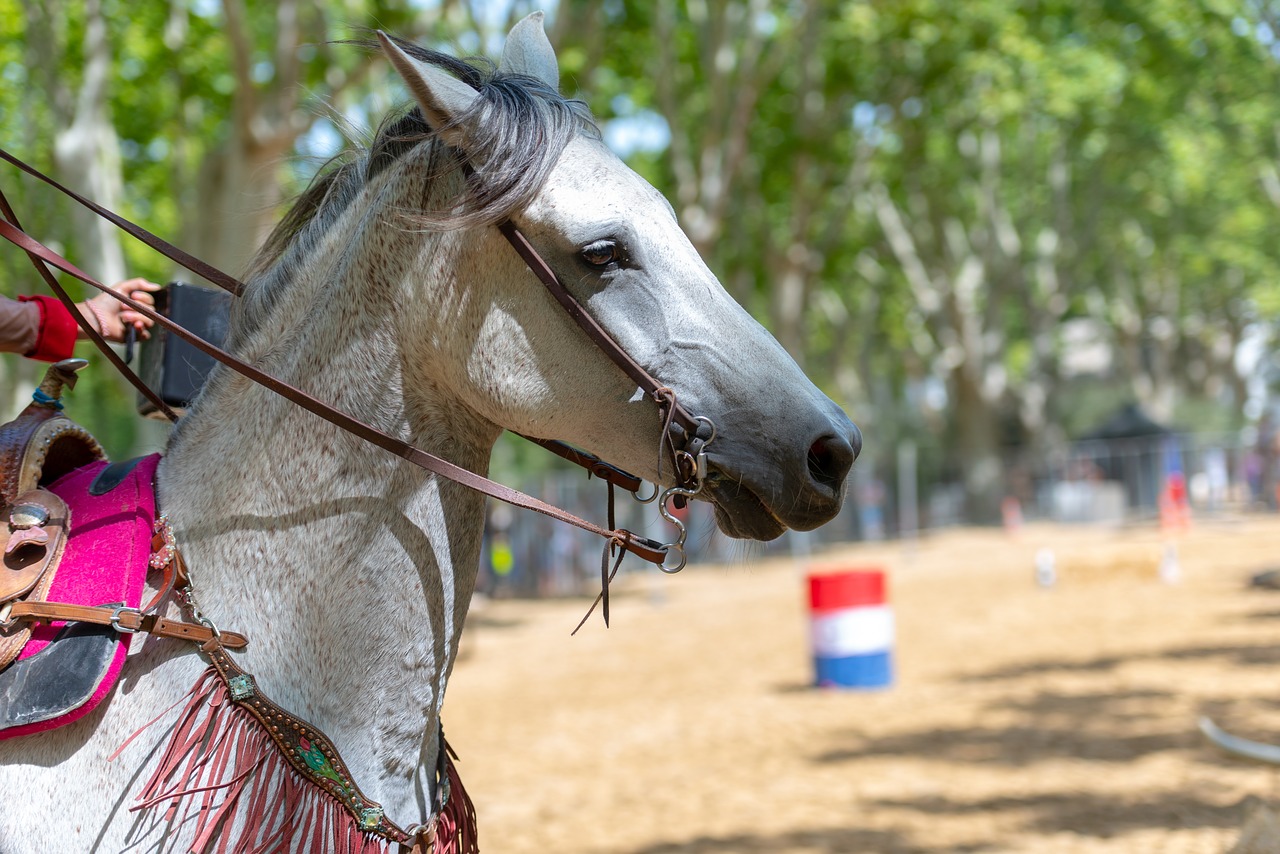 horse  head  mane free photo