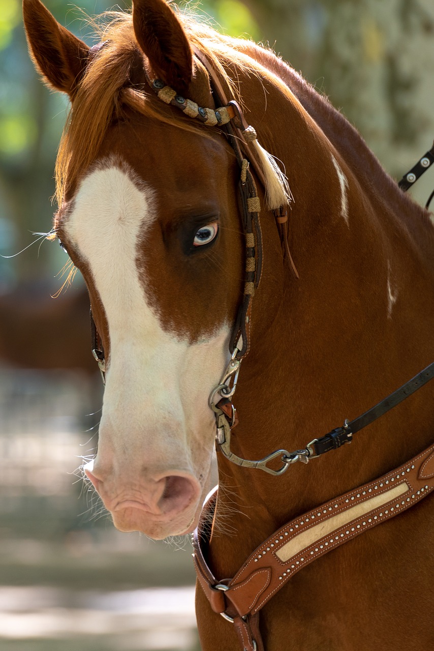 horse  head  mammals free photo