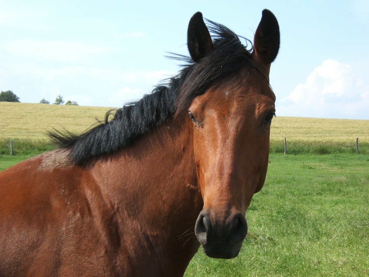 horse coupling pasture free photo