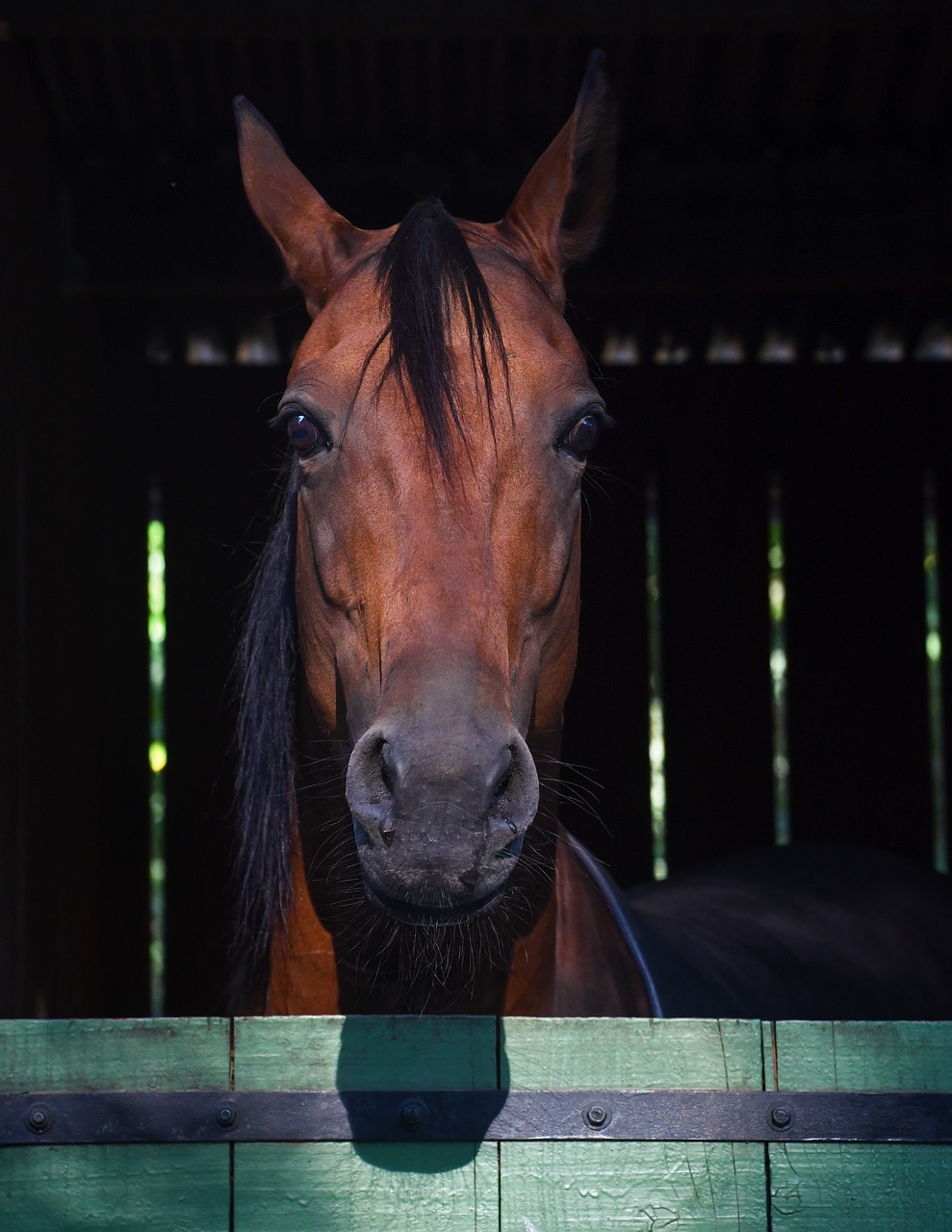 horse  head  portrait free photo