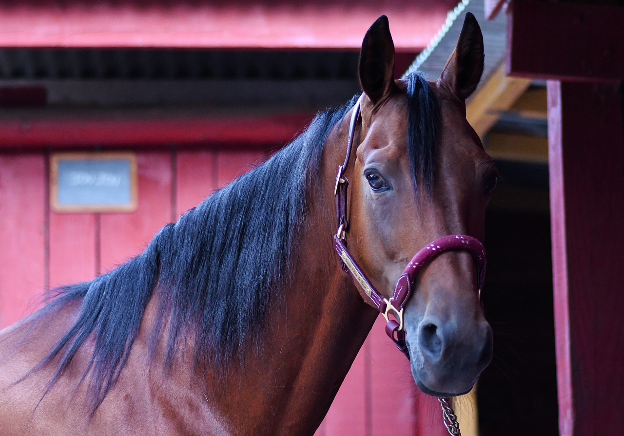 horse  head  portrait free photo